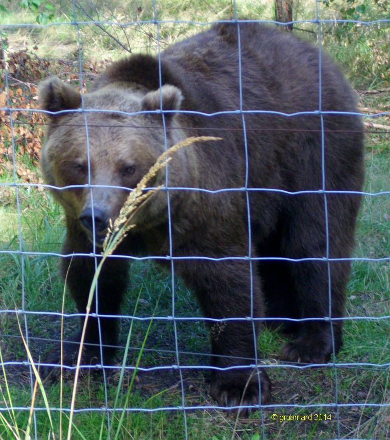 Wildpark Johannismühle bei Baruth: Braunbär