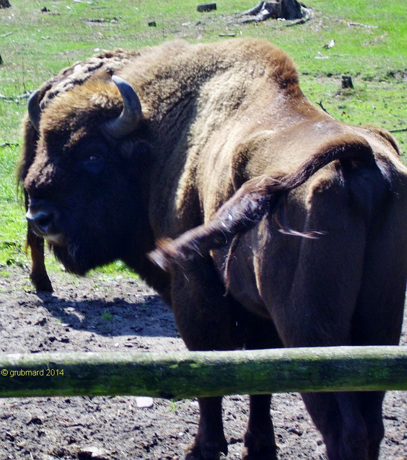 Wildpark Johannismühle bei Baruth: Wisent