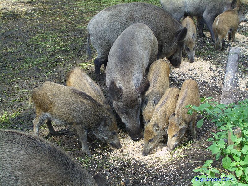 Wildpark Johannismühle bei Baruth: Wildschweingehege