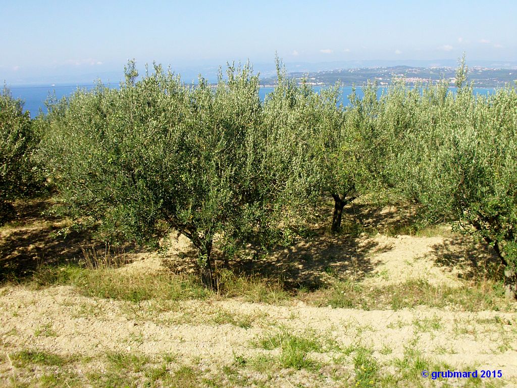 Reiseziel: Olivenhain &uuml;ber der Bucht von Koper