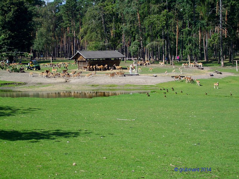 Wildpark Johannismühle bei Baruth: Großer Futterplatz für Mufflons, Rot- und Damwild
