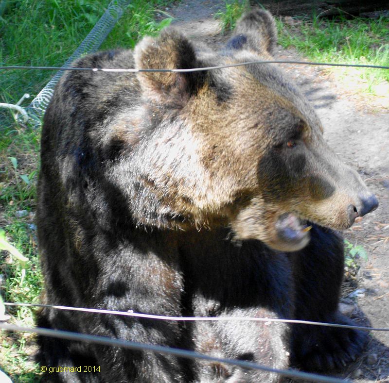 Wildpark Johannismühle bei Baruth: Braunbärin Katja