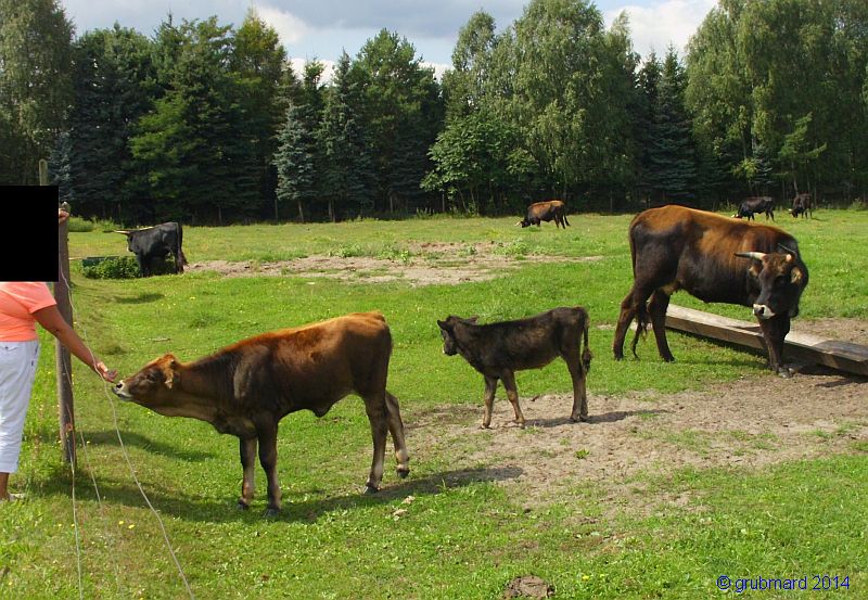 Wildpark Johannismühle bei Baruth: Auerochsen-Gehege