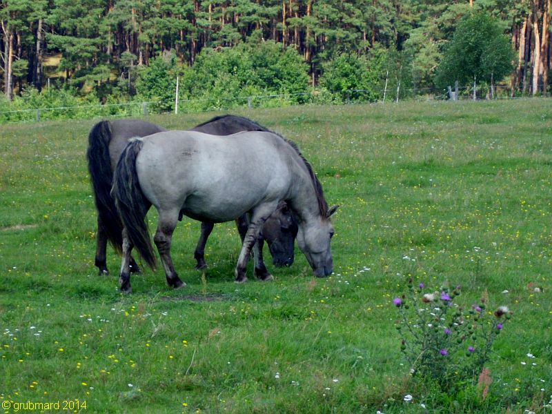 Wildpark Johannismühle bei Baruth: Wildpferdekoppel