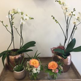 Edle Orchideen und mehr