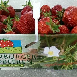 Ulenburger Erdbeeren Familie Esser in Löhne