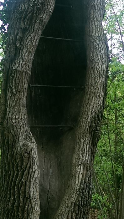 alter Baum aus Kurpark nach Smartrepair