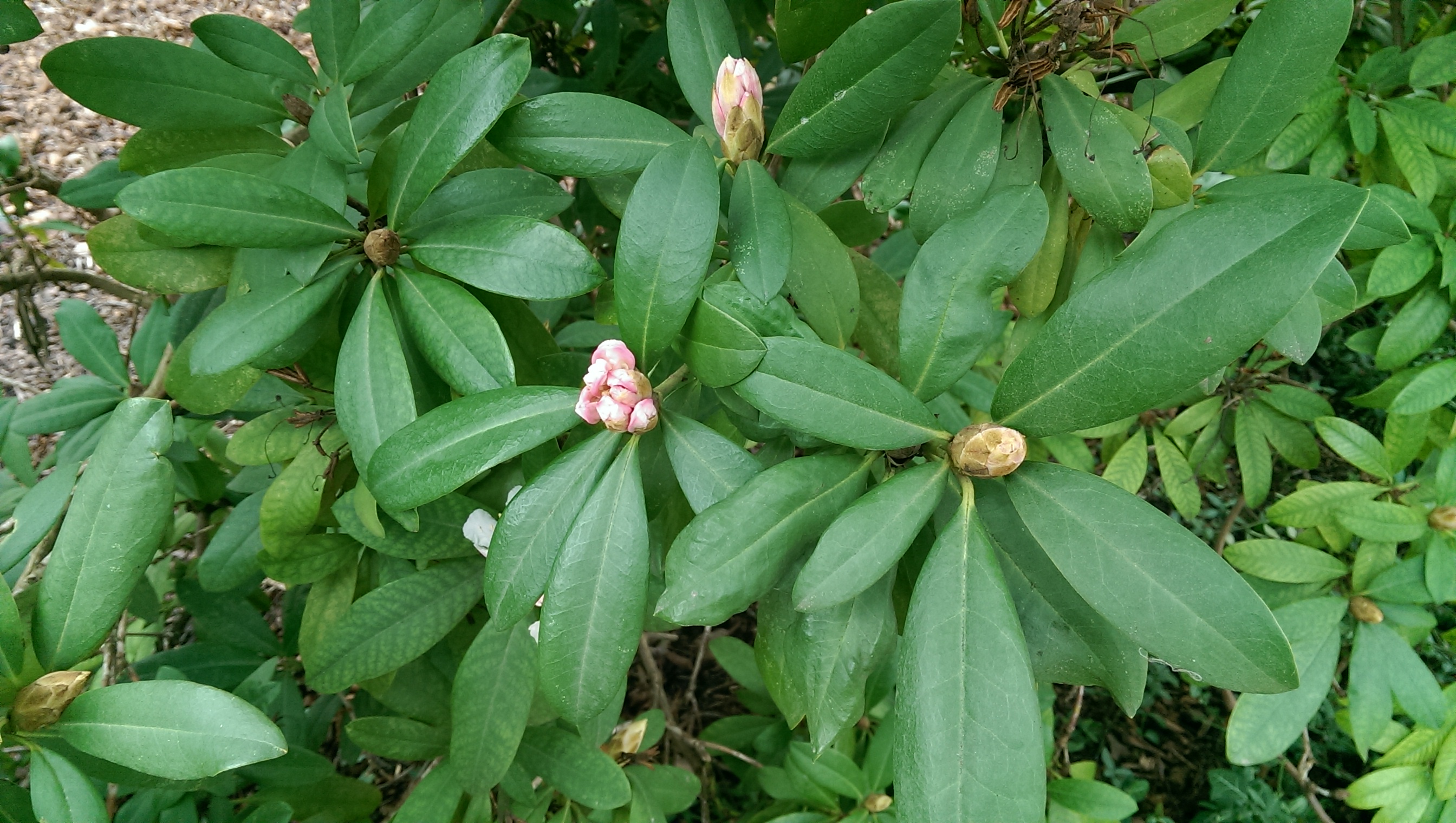 Der Rhododendron hat nicht nur Knospen sondern auch schon die eine oder andere Blüte