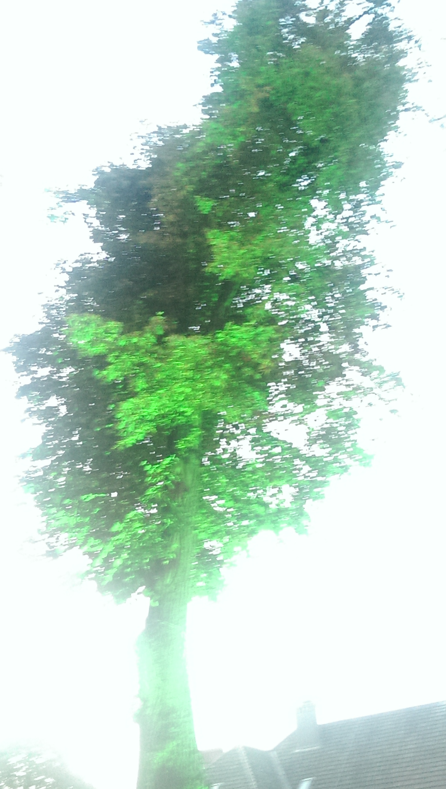 es ist zwar blue night, aber zwei Bäume waren auch in grün angestrahlt