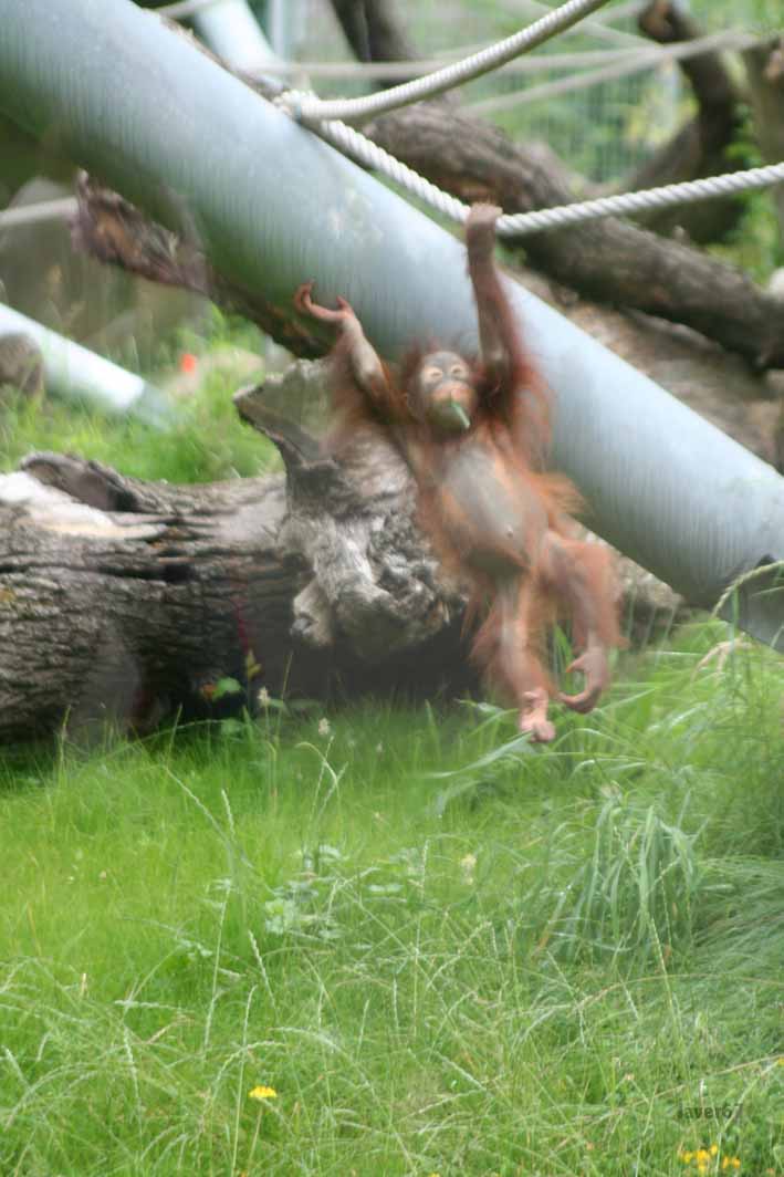 Bild 376 Zoologischer Garten Köln AG in Köln