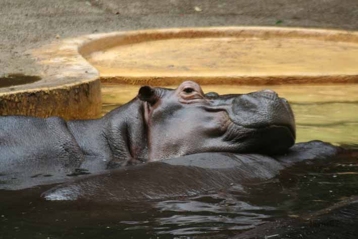 Bild 385 Zoologischer Garten Köln AG in Köln