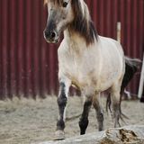 Naturalkids® Ranch in Ronnenberg