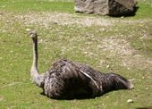 Nutzerbilder Münchener Tierpark Hellabrunn