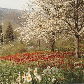 Frühling
auf der Mainau