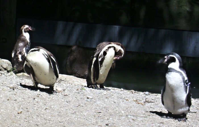 Nutzerbilder Münchener Tierpark Hellabrunn