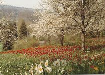 Bild zu Blumeninsel Mainau GmbH , Lennard-Bernadotte-Stiftung , Restaurant Schwedenschenke