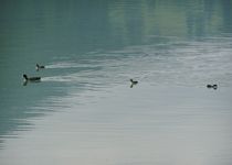 Bild zu Der Weißensee im Allgäu