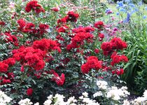 Bild zu Rosengarten im Kurpark Bad Wörishofen