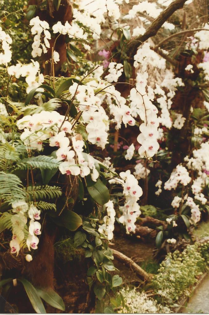 Im Orchideeenhaus 
Insel Mainau