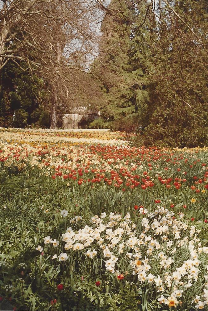 Frühling auf der Mainau