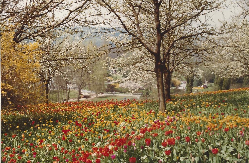 Frühling 
auf der Mainau