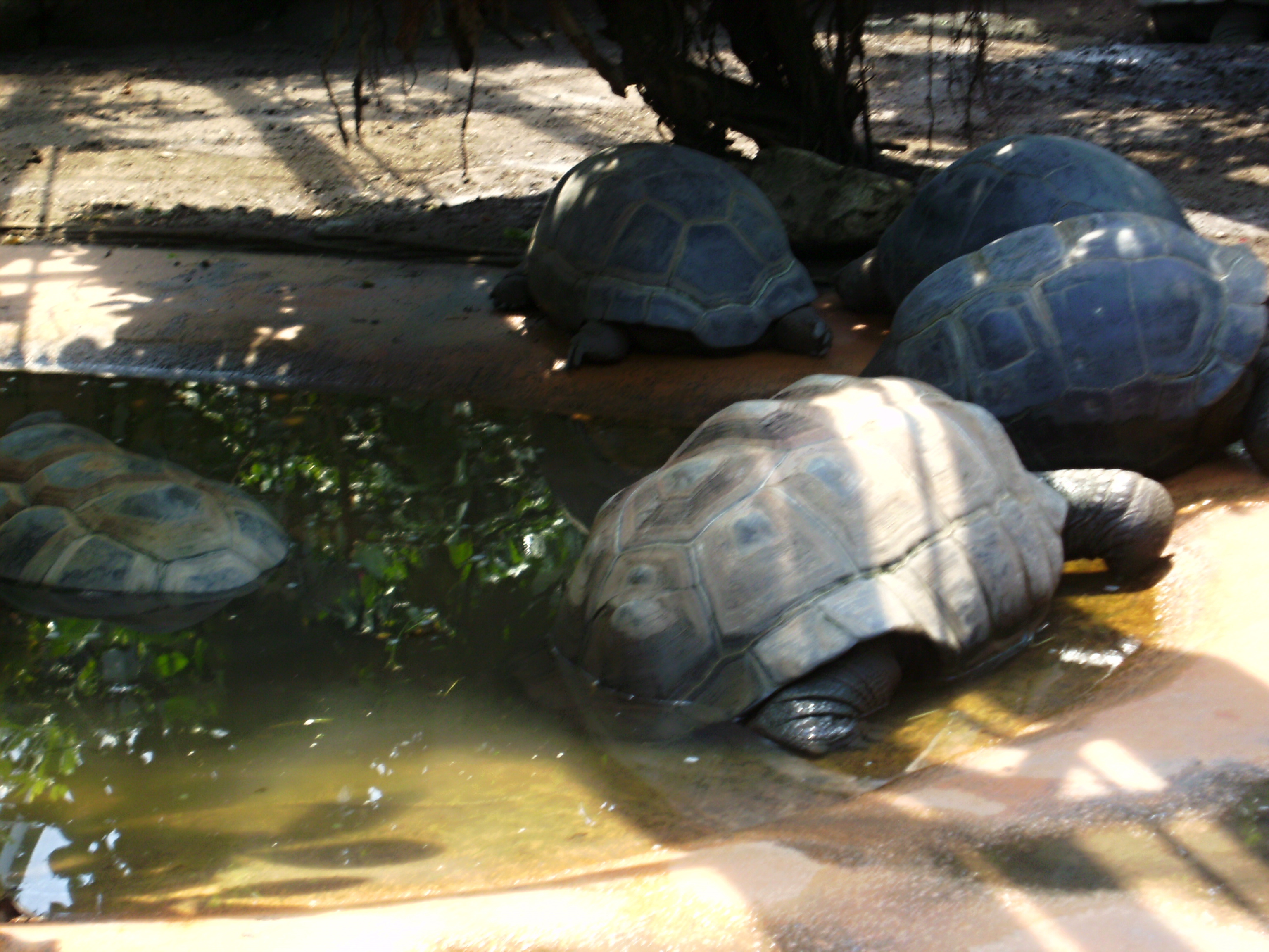 Riesen-Schildkröten