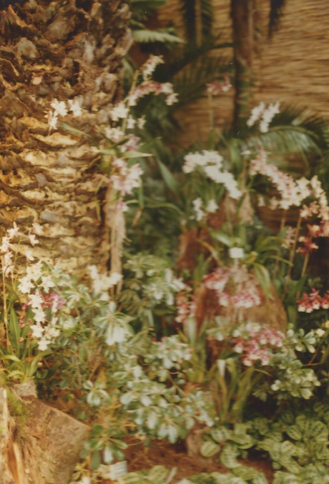Im Orchideenhaus 
Insel Mainau