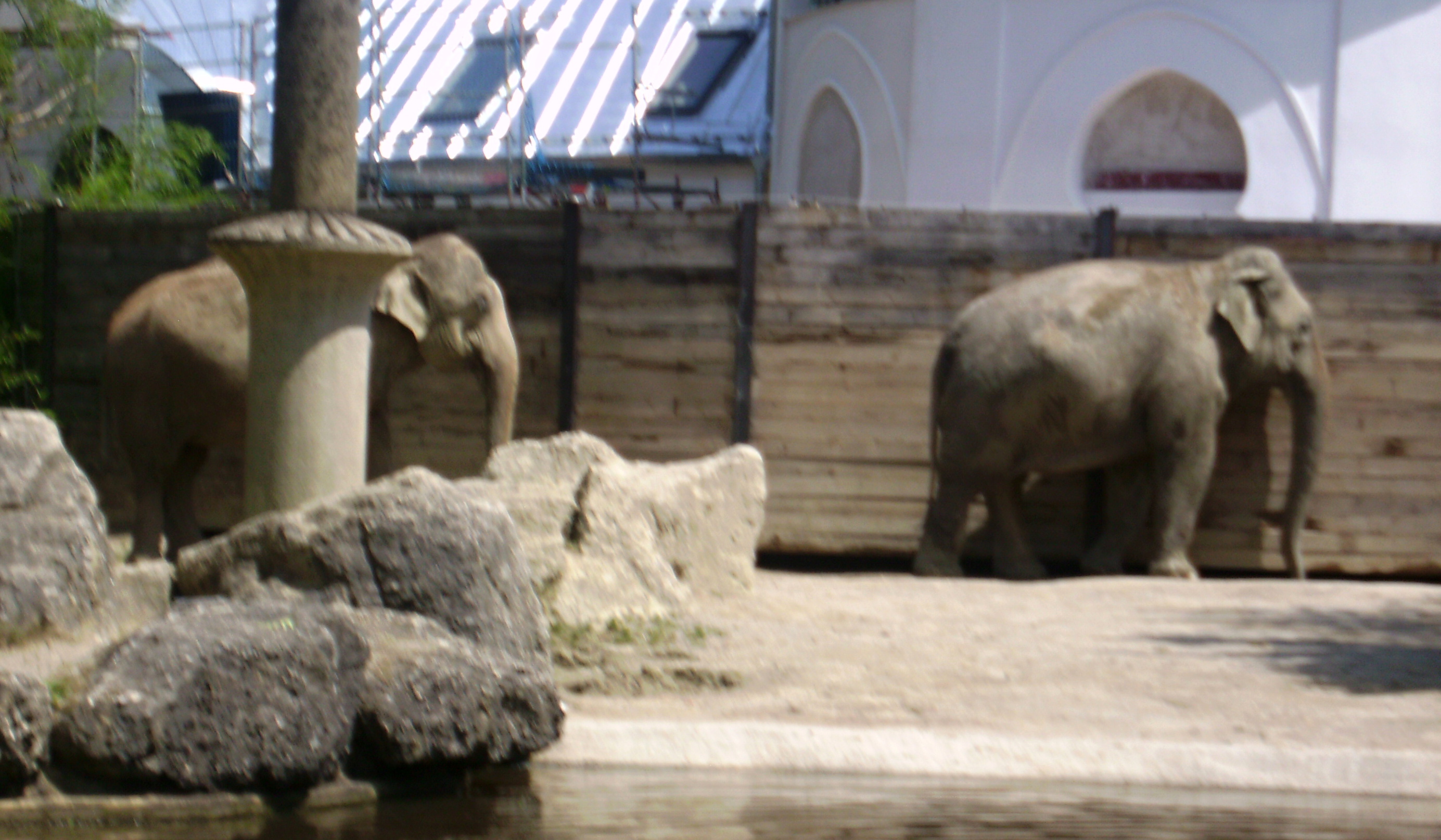 Am Elefantenhaus -2-