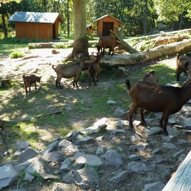 Saarwellingen
Wildfreigehege Wolfsrat