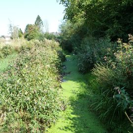 Saarwellingen
Elbach mit Wasserlinsen