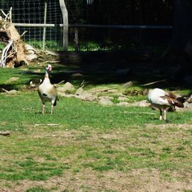 Saarwellingen
Wildfreigehege Wolfsrat