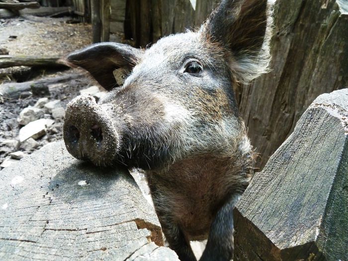 Oerlinghausen, Archäol.-Museum Schweinchen, Rückzucht