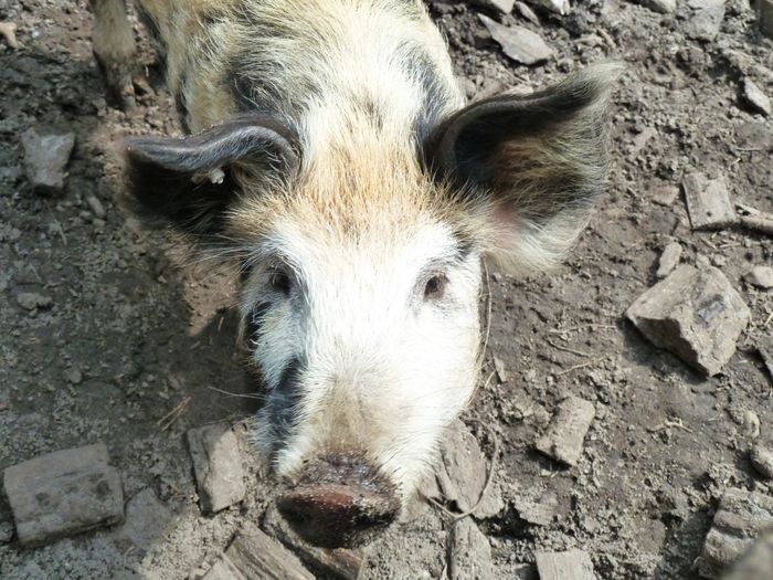 Oerlinghausen, Archäol.-Museum Schweinchen, Rückzucht