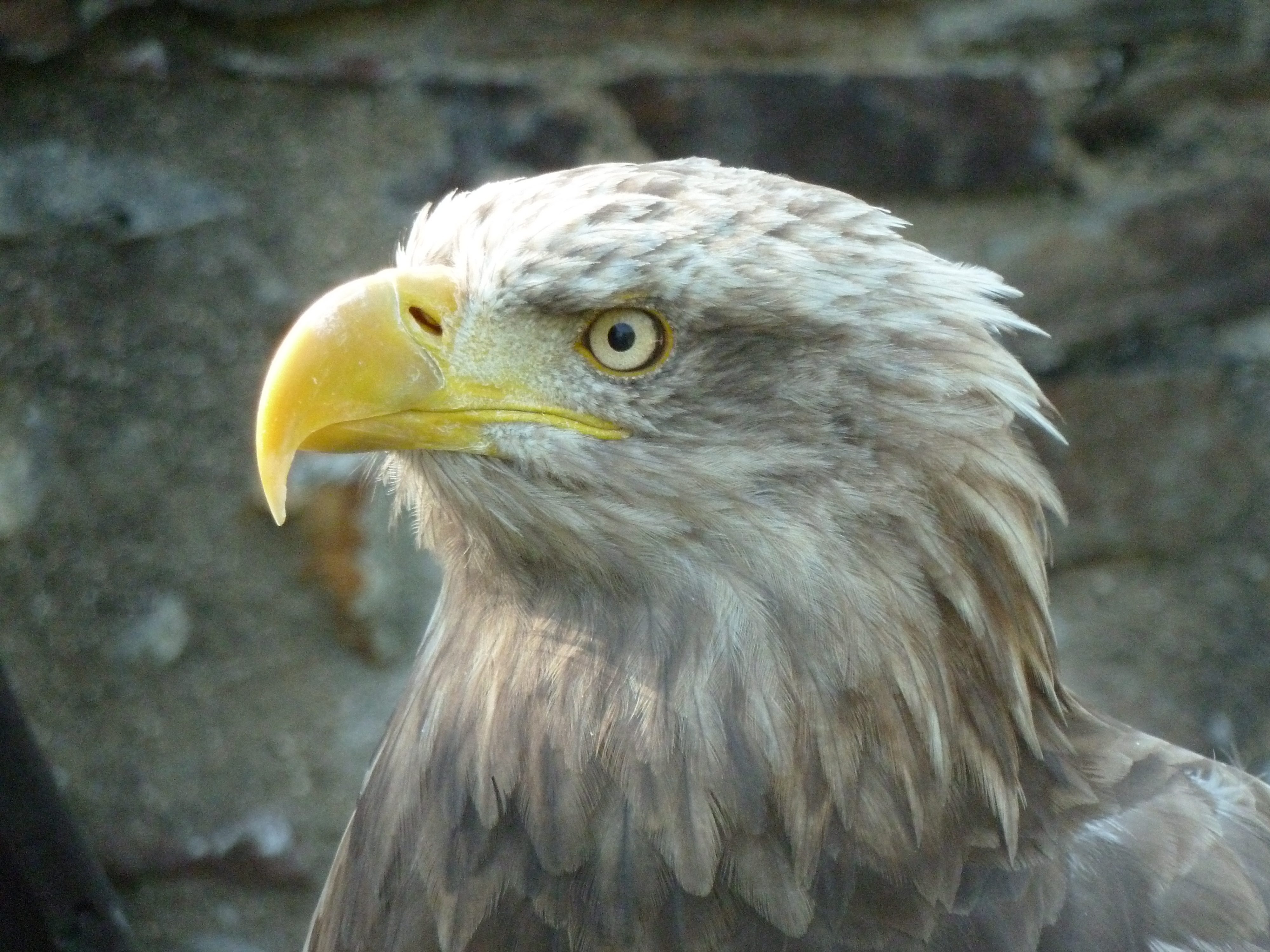 Sächsischer Adler- und Jagdfalkenhof Schloss Augustusburg
Adler