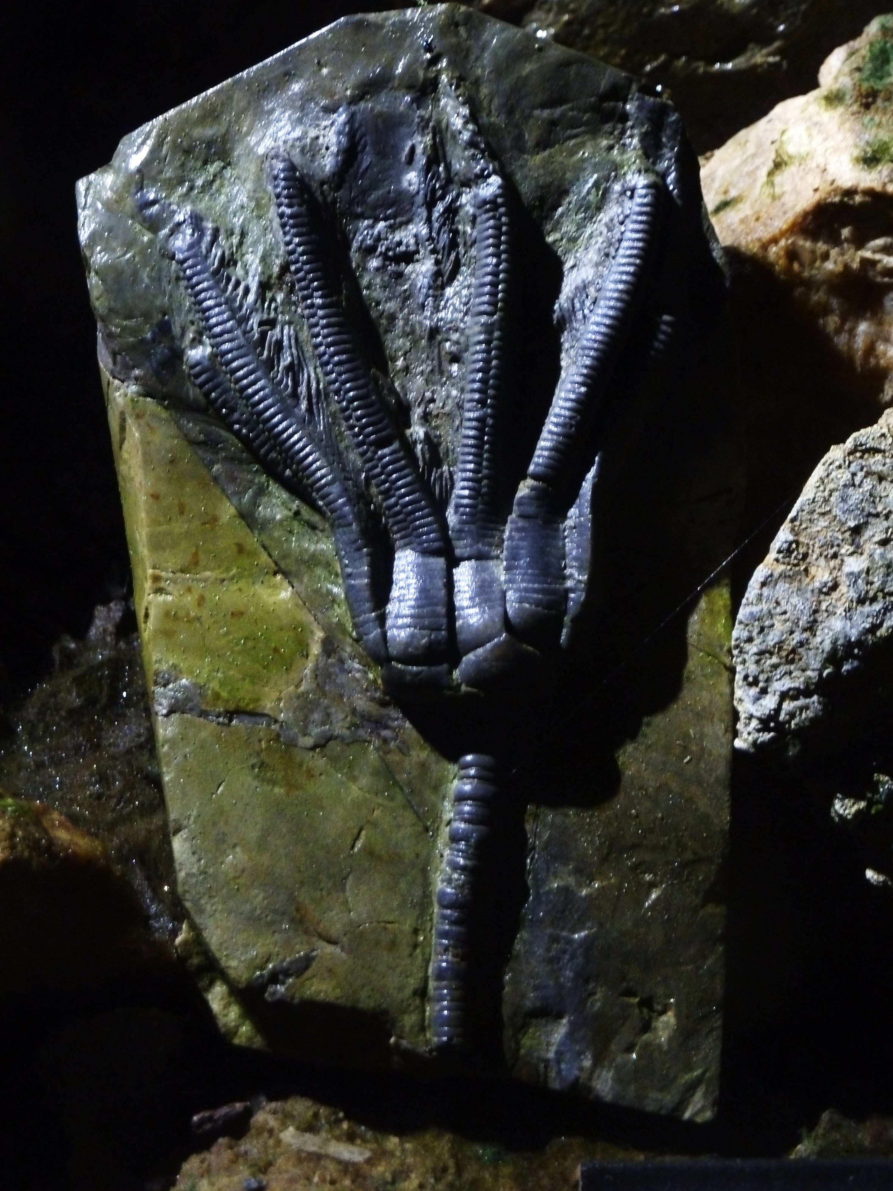 Schillat Höhle
Fossilien