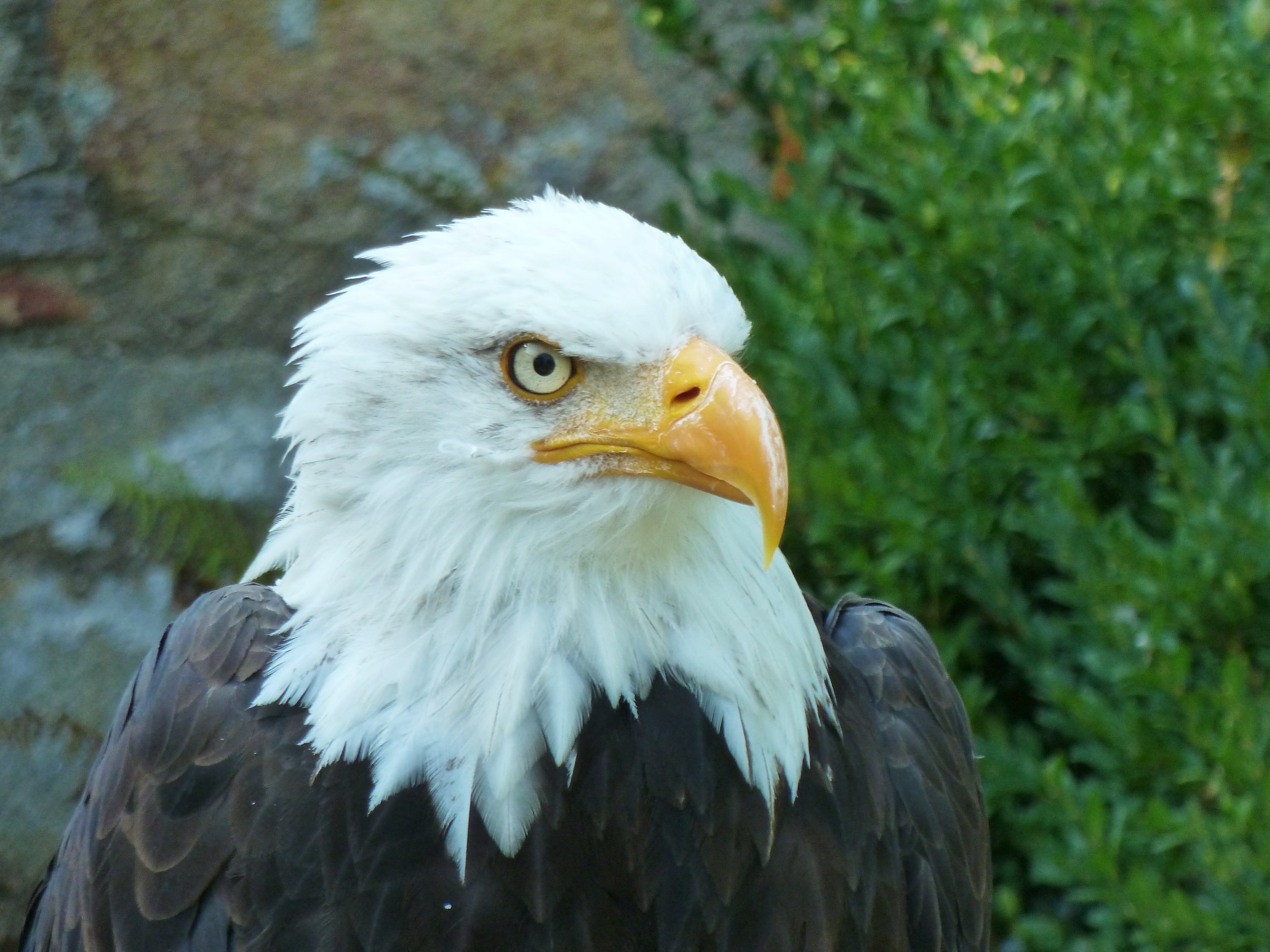 Sächsischer Adler- und Jagdfalkenhof Schloss Augustusburg
Weiskopfseeadler