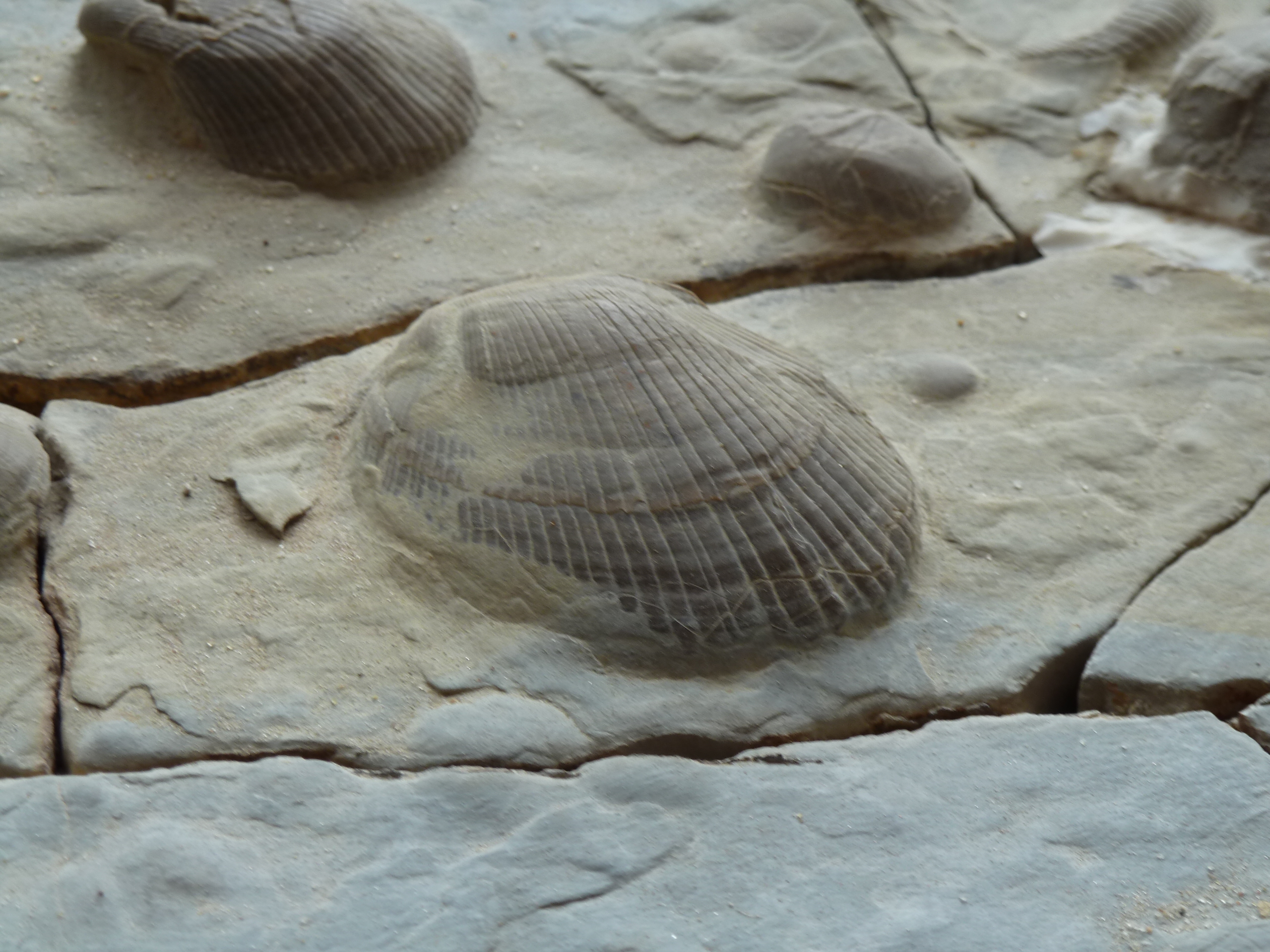 ausgebuddelte Fossilien