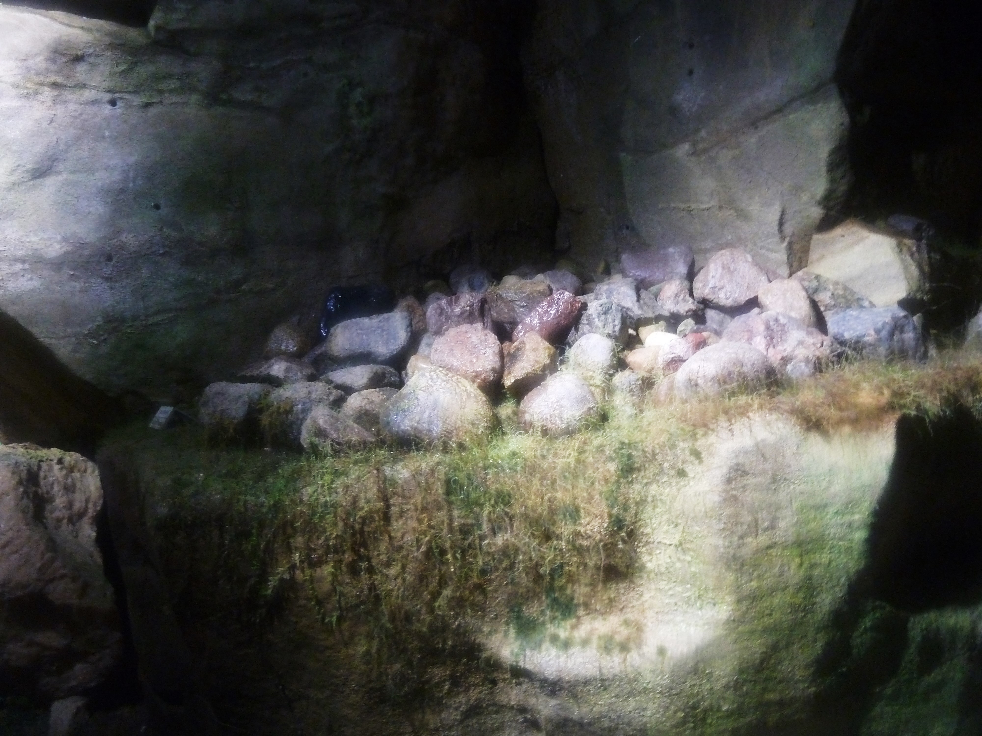 Schillat Höhle 
Wegen der Atemluft der Besucher bilden sich Moose