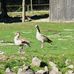 Wildfreigehege Wolfsrat in Saarwellingen