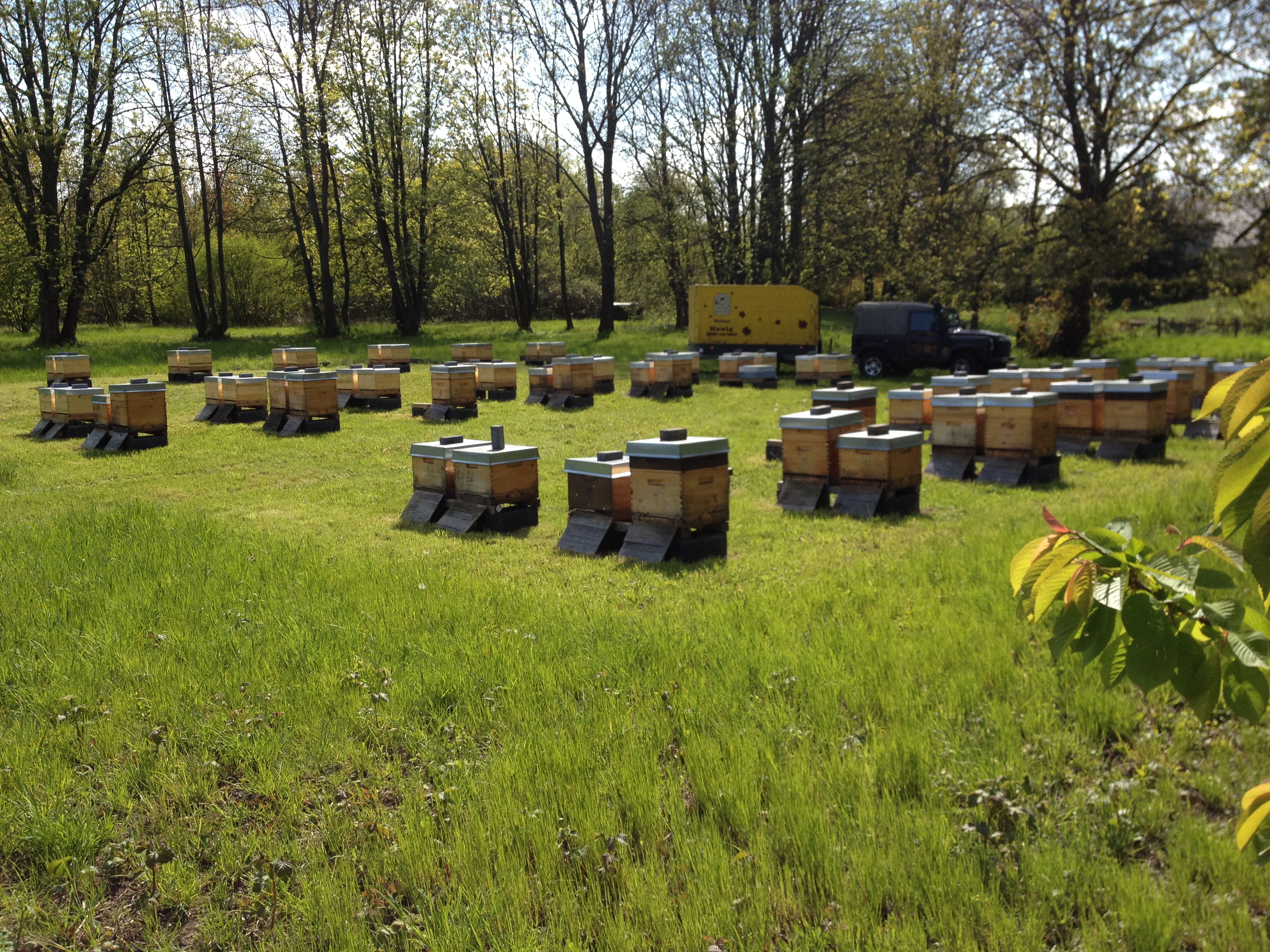 Einer unserer Hildesheimer Bienenstände