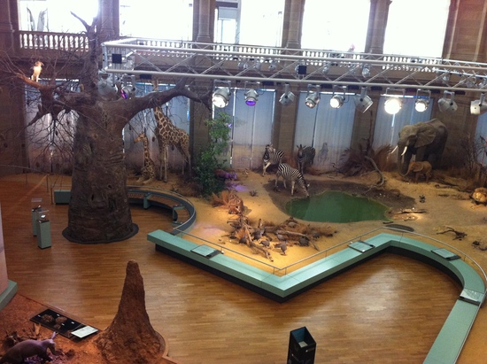 Diorama &quot;Savanne&quot; aus dem ersten Stock. Mit Elefant, Zebra, Giraffen, Wasserloch, Termitenhügel und Affenbrotbaum/Baobab. Und erstaunlicherweise menschenleer.