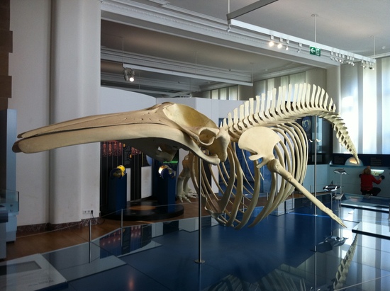Das ist ein nachgebildetes Skelett eines Wals. Ich weiß nicht, was für einer. Ist 5-6 Meter lang und im Arktis/Antarktis-Teil des Museums zu finden.