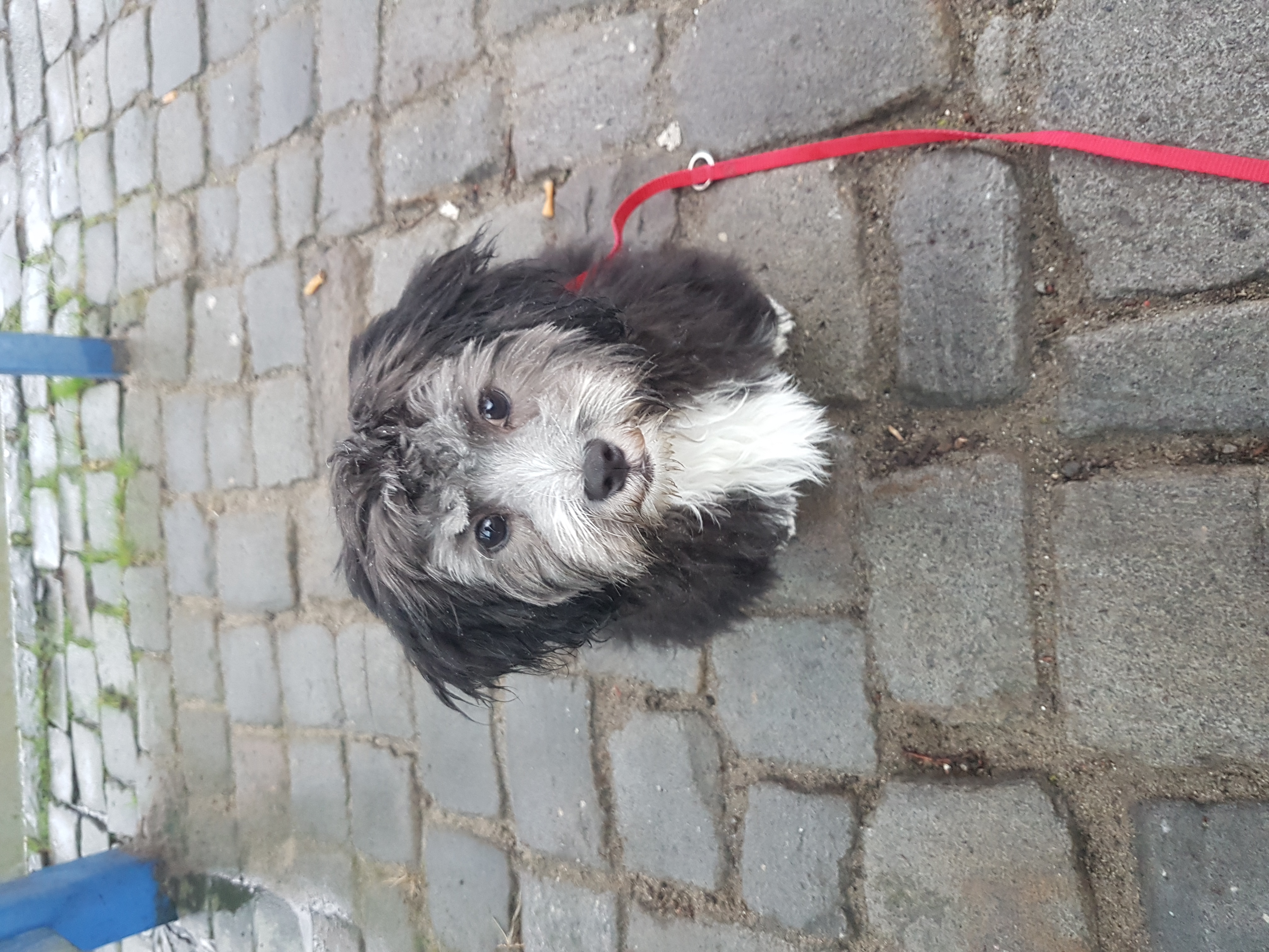 Bild 1 Lucky Dog in Lingen (Ems)