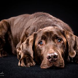 Hundeshooting - Lichtwunder Fotografie