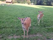 Nutzerbilder Wildparkgaststätte