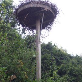 Storchennest