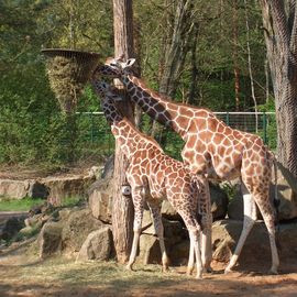 Mittagessen für Mama und Kind Giraffe