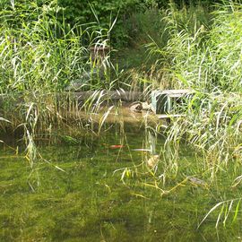 Ein Teich mit Kois und Enten
