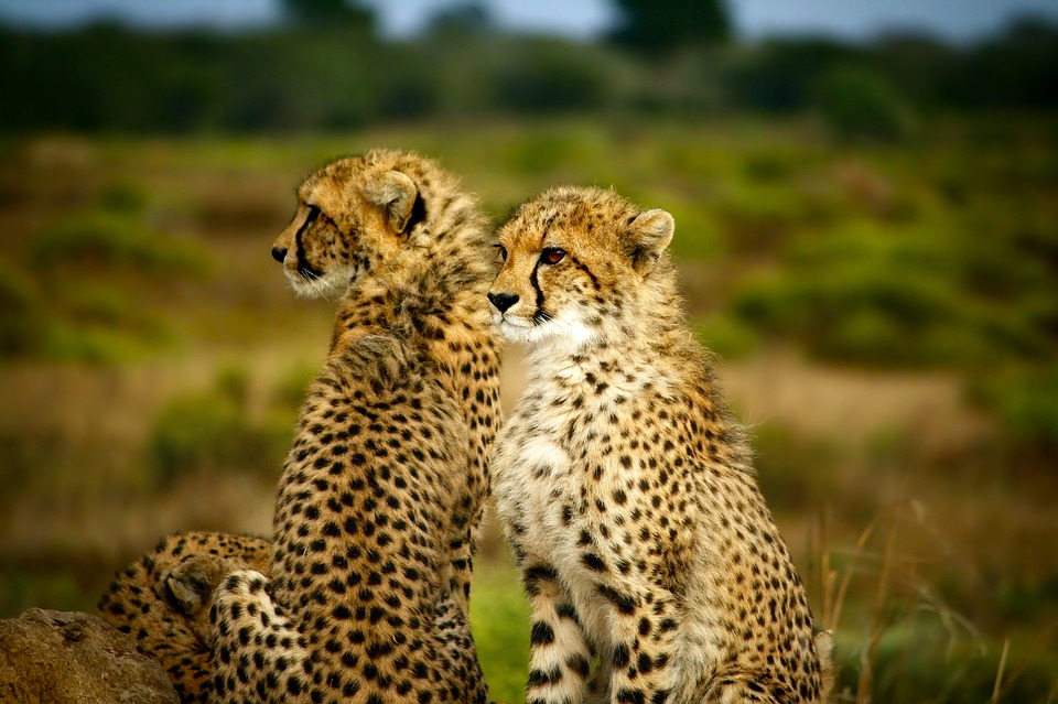 Wildtiere auf Safari in Kenia