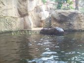 Nutzerbilder Marché Patakan (im Zoo Leipzig)